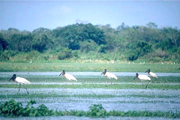 Campo Grande